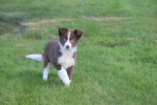 Border Collie (reu) 52236
