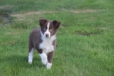 Border Collie (reu) 52236