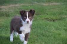 Border Collie (reu) 52236