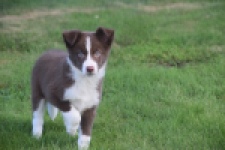 Border Collie (reu) 52236