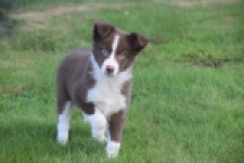 Border Collie (reu) 52236