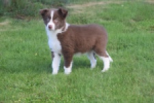 Border Collie (reu) 52236