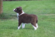 Border Collie (reu) 52236