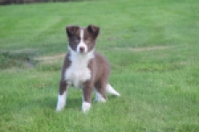 Border Collie (reu) 52236