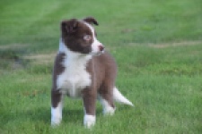 Border Collie (reu) 52236
