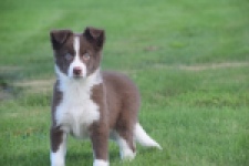 Border Collie (reu) 52236