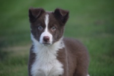 Border Collie (reu) 52236