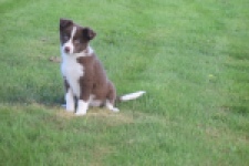 Border Collie (reu) 52236