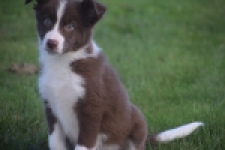 Border Collie (reu) 52236