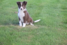 Border Collie (reu) 52236