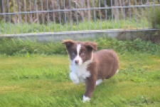 Border Collie (teef) 51736