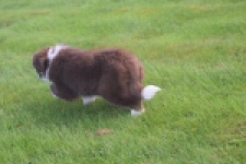 Border Collie (teef) 51736