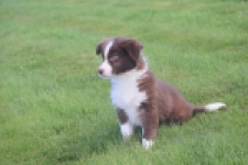 Border Collie (teef) 51736