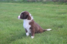 Border Collie (teef) 51736
