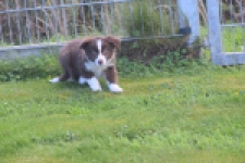 Border Collie (teef) 51736