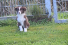 Border Collie (teef) 51736