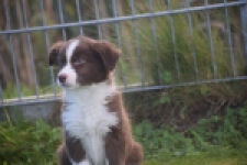 Border Collie (teef) 51736