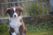 Border Collie (teef) 51736