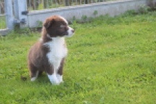 Border Collie (teef) 51736