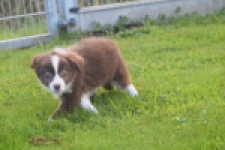 Border Collie (teef) 51736