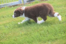 Border Collie (teef) 51736