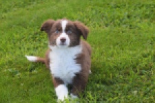 Border Collie (teef) 51736