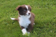 Border Collie (teef) 51736