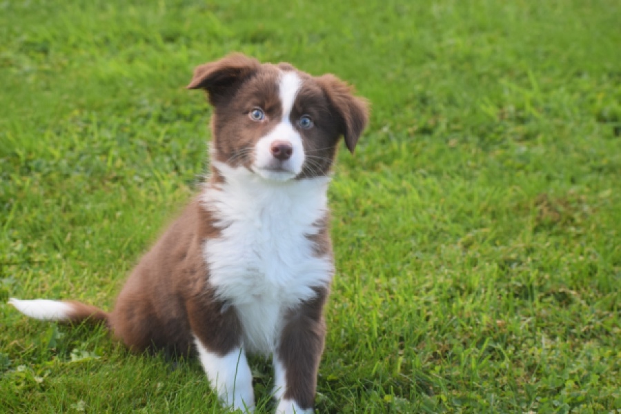 Border Collie (teef) 51736