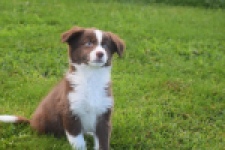 Border Collie (teef) 51736