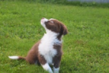 Border Collie (teef) 51736