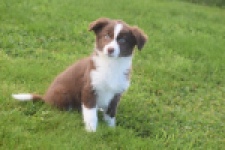 Border Collie (teef) 51736