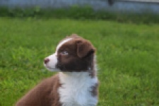 Border Collie (teef) 51736