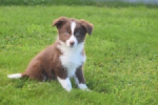 Border Collie (teef) 51736