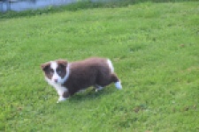Border Collie (teef) 67520