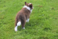 Border Collie (teef) 67520