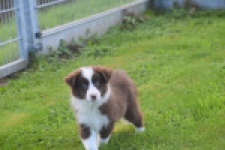 Border Collie (teef) 67520