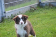 Border Collie (teef) 67520