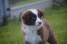Border Collie (teef) 67520