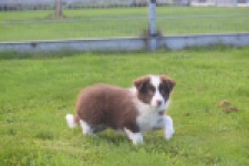 Border Collie (teef) 67520