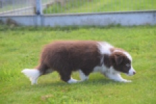 Border Collie (teef) 67520