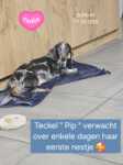 Teckel nestje " Pip "