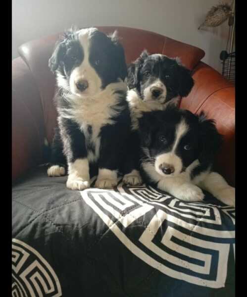 Border collie nestje " Perdita "