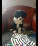 Border collie nestje " Perdita "