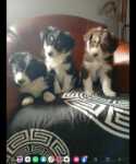 Border collie nestje " Perdita "
