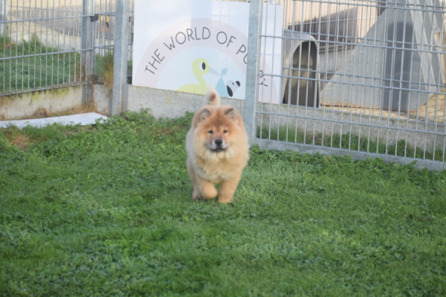 Chow Chow (teef) 29299