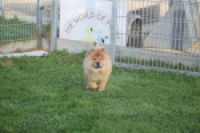 Chow Chow (teef) 29299
