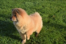 Chow Chow (teef) 29299