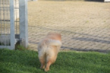 Chow Chow (teef) 29299