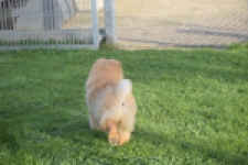 Chow Chow (teef) 29299