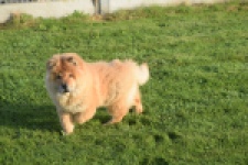 Chow Chow (teef) 29299